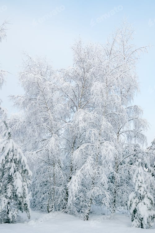 Preview: Winter fairytale with tall evergreen snow-capped trees in the forest of Curonian Spit, Lithuania