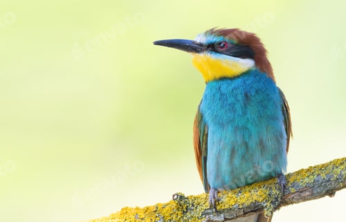 Preview: European bee-eater, merops apiaster. A bird sits on a branch on a smooth background