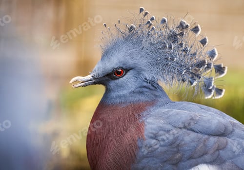 Preview: Selective focus shot of a crowned pigeon outdoors during daylight