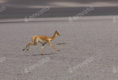 Preview: Vicuna