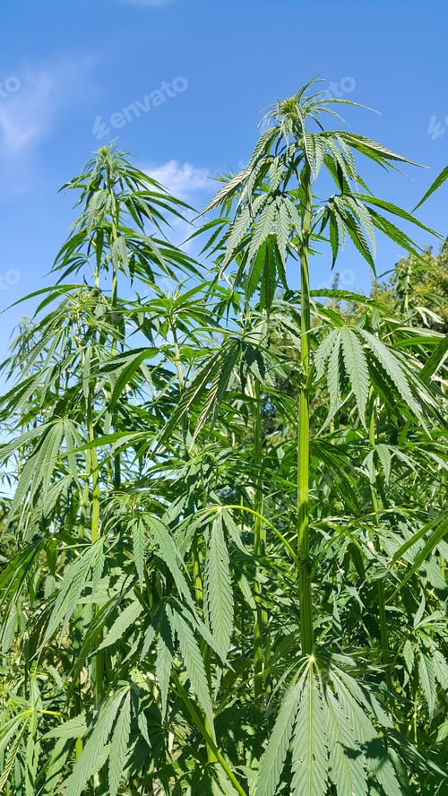 Preview: Green fresh foliage of cannabis plant (hemp, marijuana)