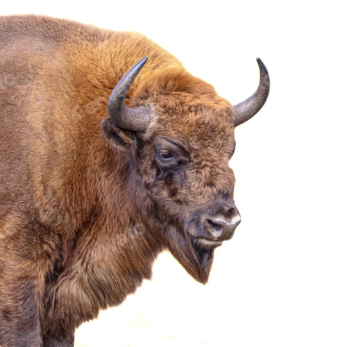 Preview: Wisent or European bison on white background