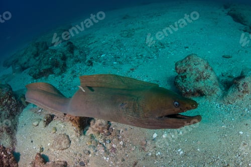 Preview: Muraena eel, Punta Baja, Baja California, Mexico