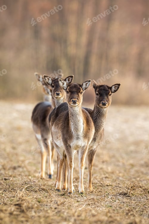Preview: Vertical photo of fallow deer herd facing camera with copy space