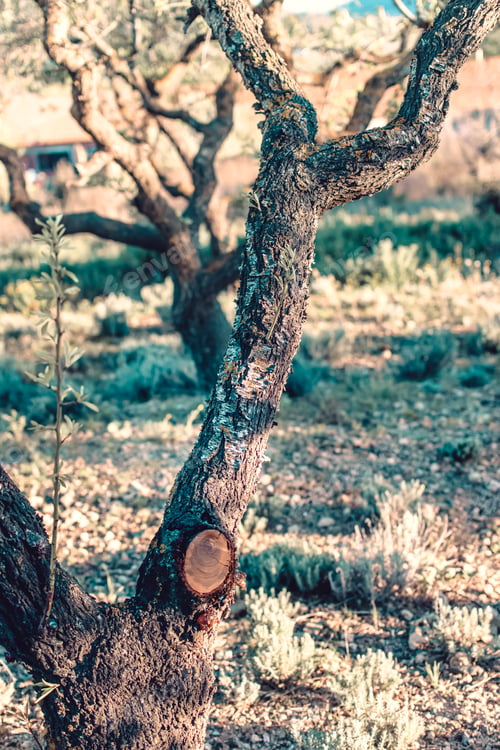 Preview: Freshly pruned cherry tree trunk in the middle of the field.