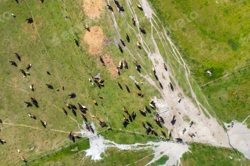 Preview: Cattle grazing on farmland pasture. Production of organic dairy products.