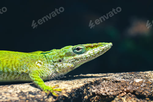 Preview: Closeup shot of a Green anole lizard