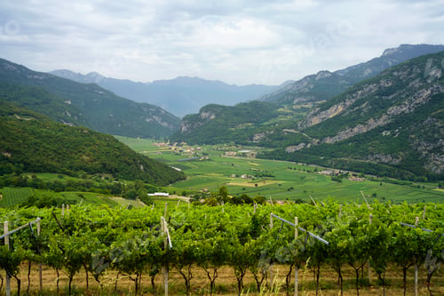 Preview: Vineyards on the hills near Mori, Trento, Italy