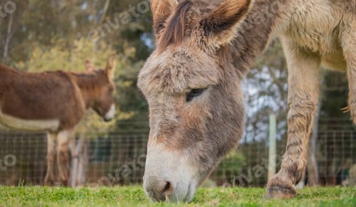 Preview: Two donkeys eating grass on a farm.