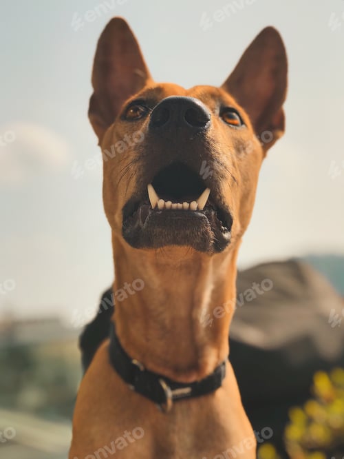 Preview: Big strong brown dog with brown eyes looking up