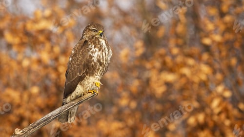 Preview: Common buzzard sitting on a branch with orange autumn leaves in background