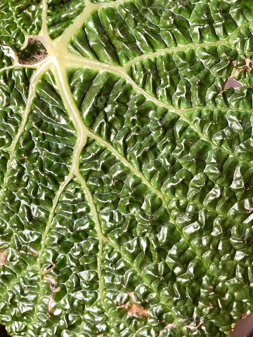 Preview: Closeup showing texture of a big green leaf.