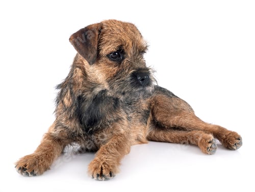 Preview: border terrier in studio