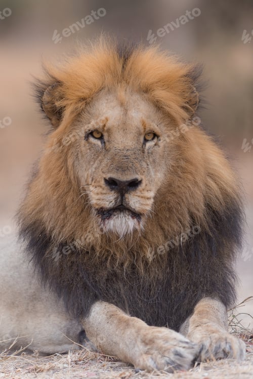 Preview: Vertical shot of a lion laying down on the ground while looking towards the camera