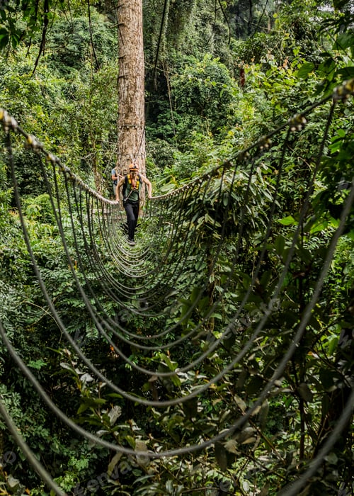 Preview: Man crossing rope bridge in forest, Ban Nongluang, Champassak province, Paksong, Laos