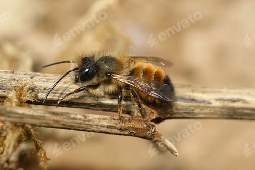 Preview: Closeup on a red mason bee, Osmia rufa, sitting on a twig