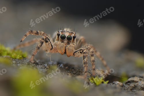 Preview: Curious Jumping Spider Close-Up on Mossy Rock