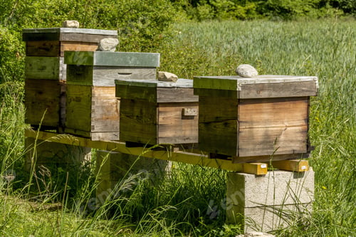Preview: Lot of beehives in a meadow in Auvergne-Rhone-Alpes, France