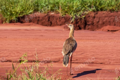 Preview: Bird in Brazil