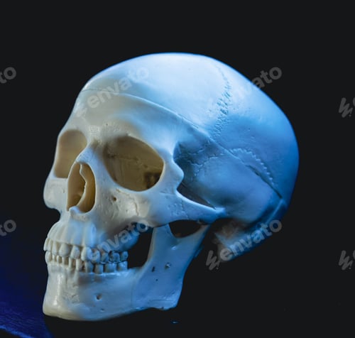 Preview: scary human skull horror Halloween