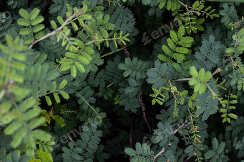 Preview: Mimosa Aculeaticarpa - Exploring the Beauty of Leaves and Plants