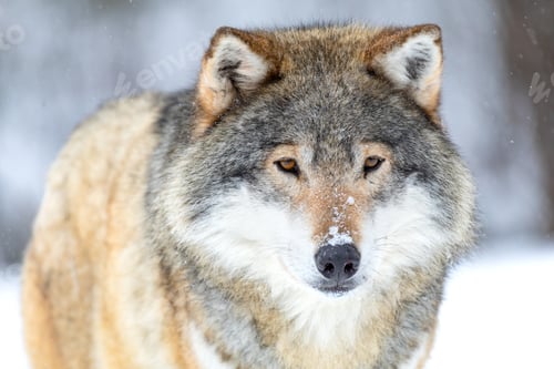 Preview: Close-up portrait of a beautiful wolf in the cold winter