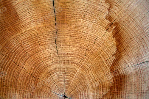Preview: Wwooden texture