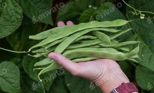 Preview: fresh string beans growing on a plant in the vegetable garden