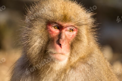 Preview: Japanese monkey