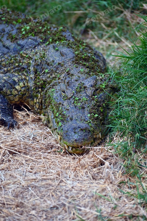 Preview: Nile Crocodile on the ground, at Kalimba Reptile Farm, Lusaka, Zambia