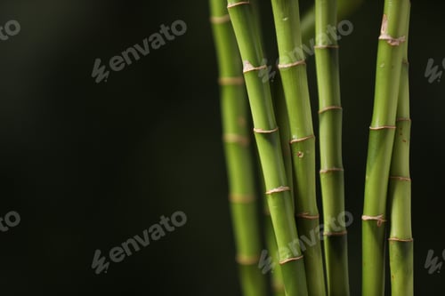Preview: Green bamboo stems on dark background, closeup. Space for text
