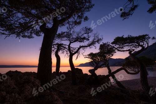 Preview: Silhouettes of trees on the sea shore on the background of sunset. Seascape during sundown.