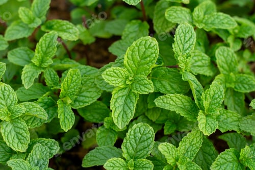 Preview: A bunch of green mint leaves