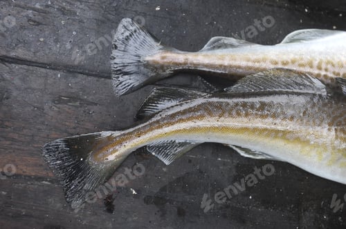 Preview: Closeup of two fish tails. Atlantic cod.