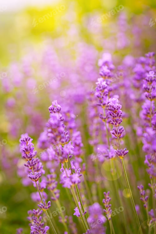 Preview: Violet fragrant lavender flowers.