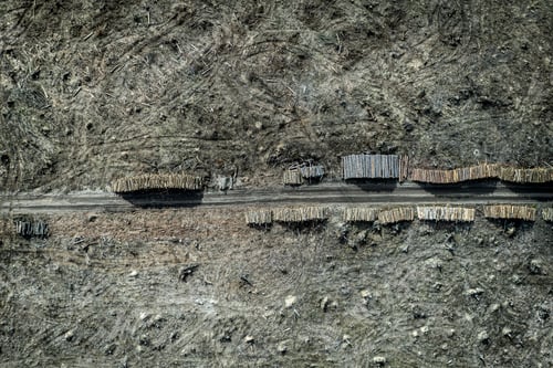 Preview: Top down view of harvesting a forest, deforestation. Poland