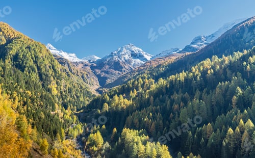 Preview: Larch forest in Swiss Alps, Simply Pass, Valais, Switzerland