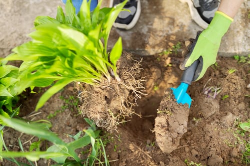 Preview: Close-up of spring dividing and planting bush of hosta plant in ground