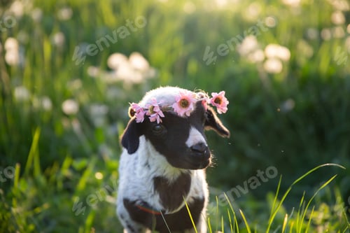 Preview: Beautiful baby lamb with flower wreath in magic light
