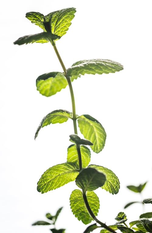Preview: Sprig of mint
