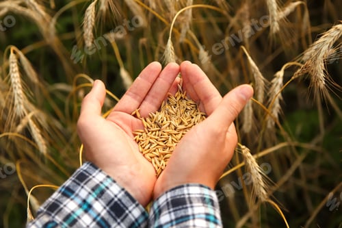 Preview: Hands Holding Grain from Wheat Field Harvest