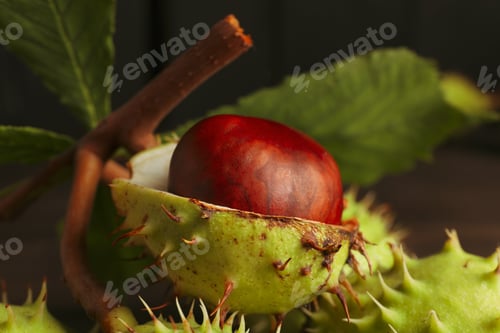 Preview: Fresh and ripe chestnuts, close up, Autumn chestnuts