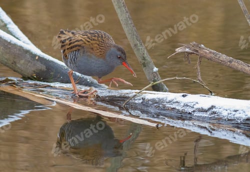 Preview: Water rail, Rallus aquaticus. A bird walks along a freezing river in search of food