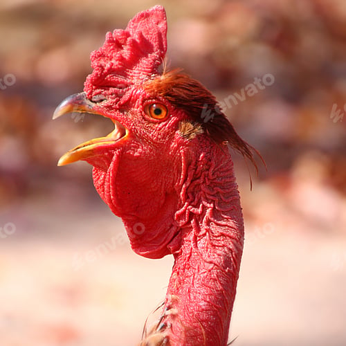 Preview: A funny closeup profile of a rooster’s red head and neck with its mouth open.