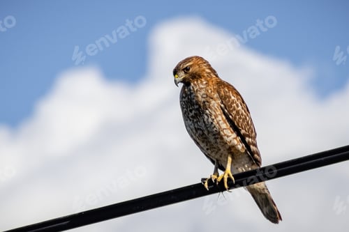 Preview: Young Red-tailed Hawk