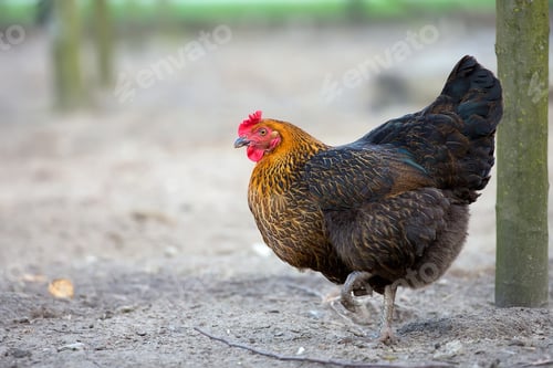 Preview: Hen in the meadow