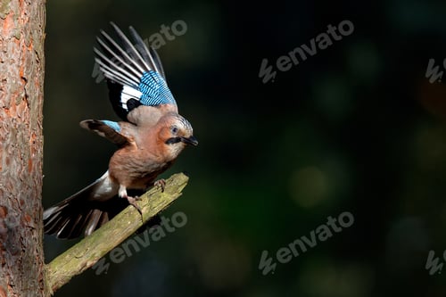 Preview: Jay in the forest