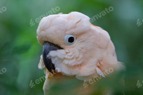 Preview: bird, cockatoo, pet, parrotsss