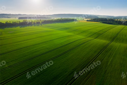 Preview: Farm field crops covered in greenery under the sunlight and a blue sky in the countryside