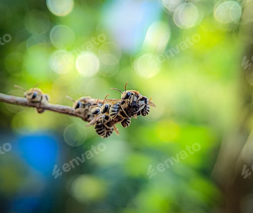 Preview: A group of Lipotriches (sweat bees) resting on a tree branch